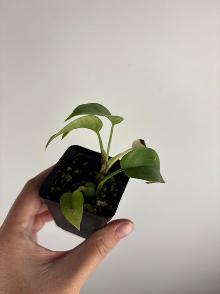 rhaphidophora tetrasperma white monster