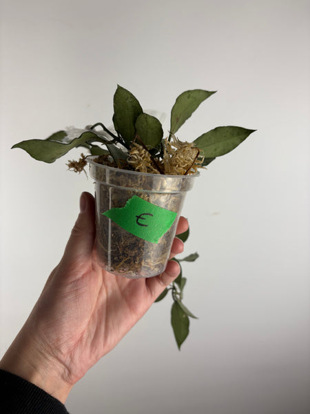 hoya lacunosa moonshine E2