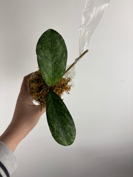 Hoya Tanggamus high splash B