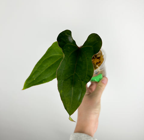 Anthurium papillilaminum Red stem x portillae indo C