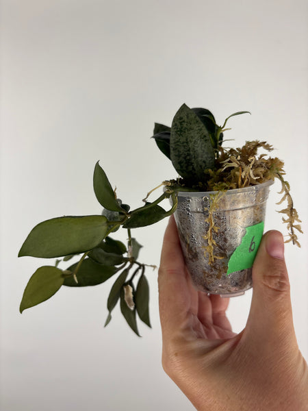 Hoya lacunosa gayung 6