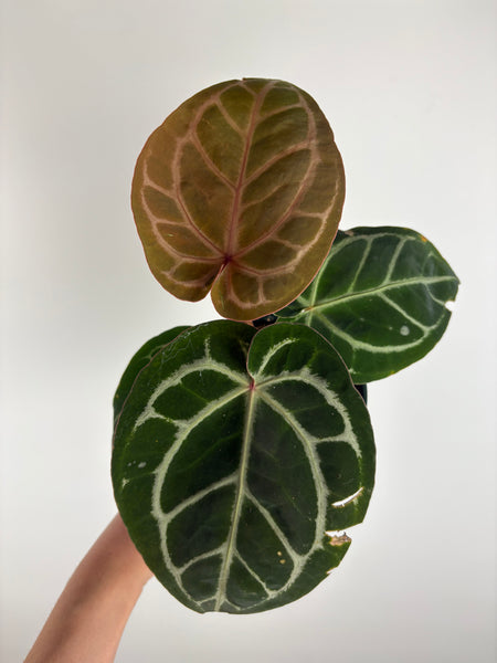 Anthurium 'Memoria Tim Anderson’ - (Doc Block Zara × Doc Block Michelle) X Anthurium Red Crystallinum from USA - 3