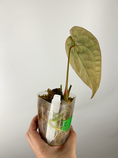 Anthurium forgetii x luxurians C (Thailand) as is