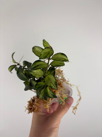 Hoya lacunosa Bruno 4