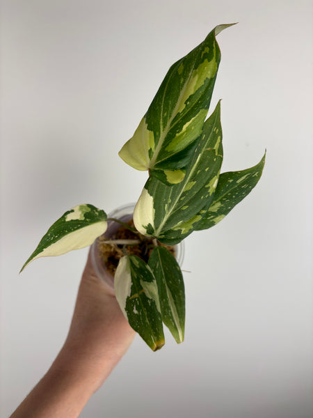 Philodendron gloriosum variegated small plant C