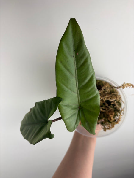 Alocasia silver sp papua barat
