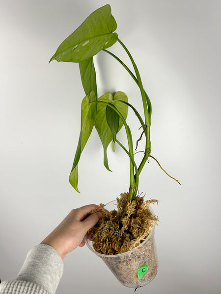 syngonium chiapense variegated C