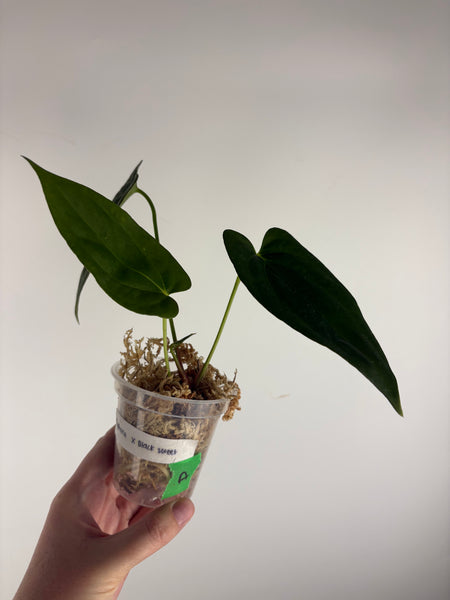 Anthurium Chimera x black sweet A