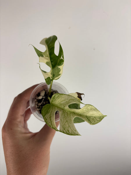 rhaphidophora tetrasperma white monster
