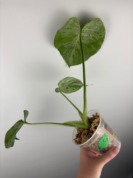 Monstera vietciosa (Thailand) C2