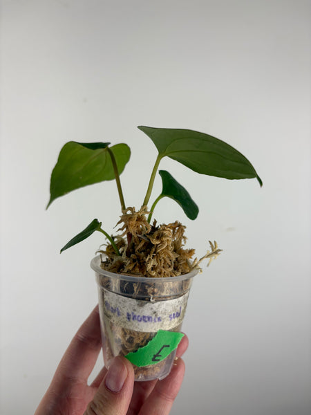 Anthurium Dark Pheonix seed E