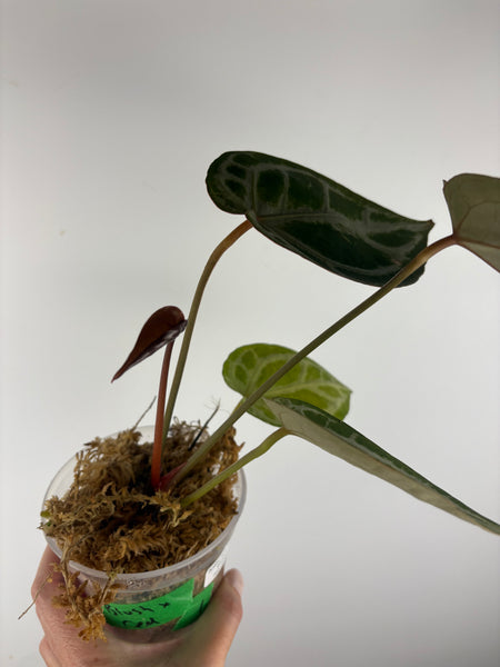 Anthurium silver blush x red crystal 1