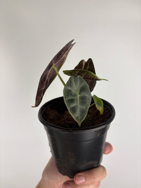 Alocasia Watsoniana variegated F