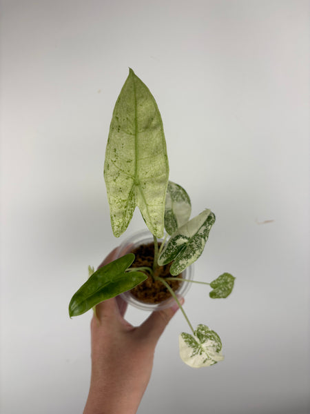 Alocasia Longiloba Thai con as is