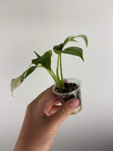 rhaphidophora tetrasperma white monster