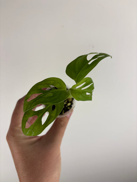 Monstera adansonii 1 inch