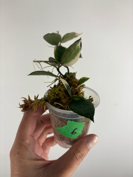 Hoya lacunosa 'Asami' (Wonosobo) 6