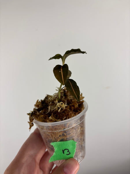 Jewel orchid sp papua B
