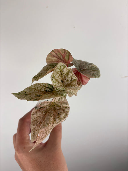 begonia snow capped variegated D