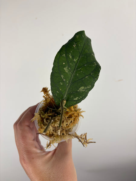 Hoya Sp. Aceh Pandan Dalu B