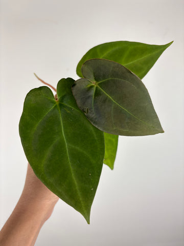 Anthurium legend x fort sherman 5