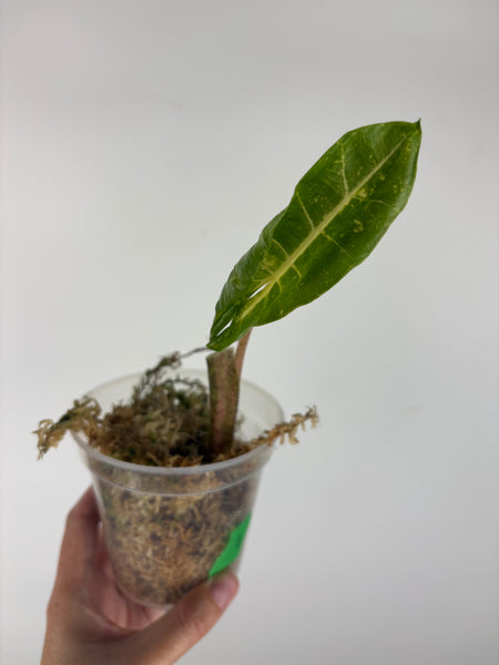 Alocasia new guinea gold