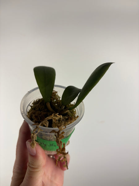 hoya erythrostemma silver as is