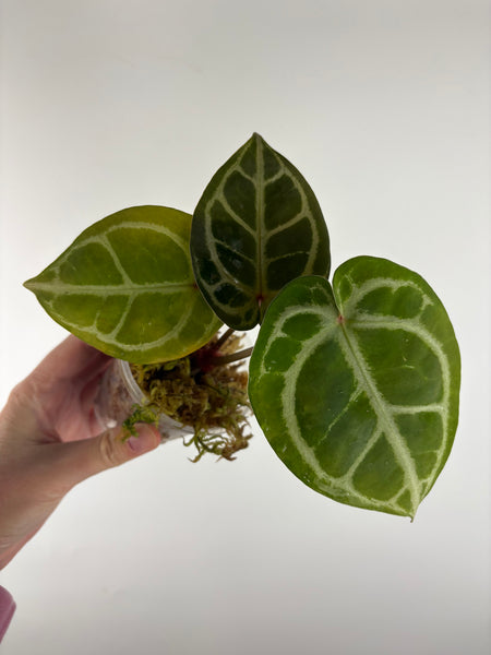 Anthurium kos x red crystal 8