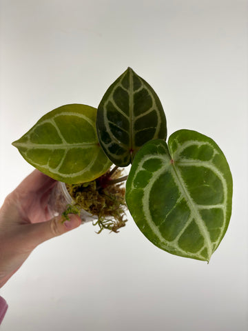 Anthurium kos x red crystal 8