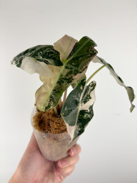 Alocasia amazonica polly variegated B