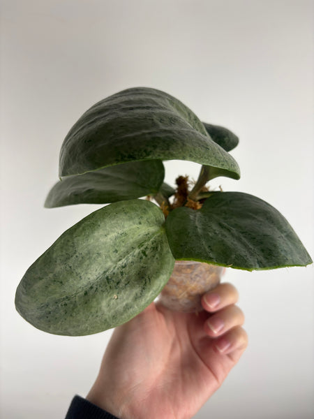 Hoya Latifolia silver (Thailand)