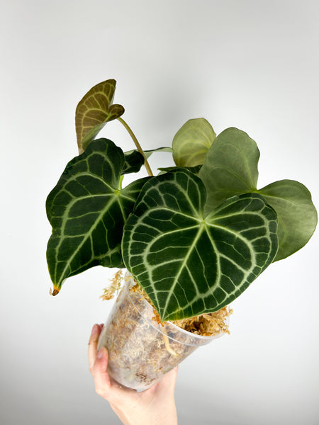 Anthurium King clarinervium hybrid D