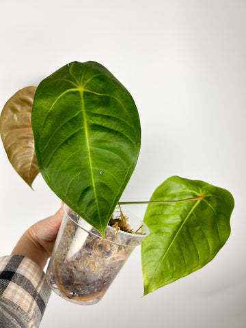 Anthurium veitchii x forgetii As is B