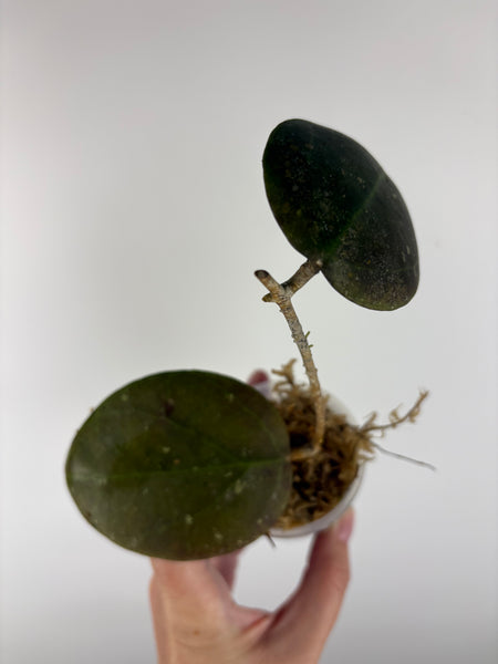 hoya Benchaii round leaf A