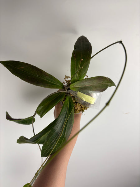 hoya soligamiana B