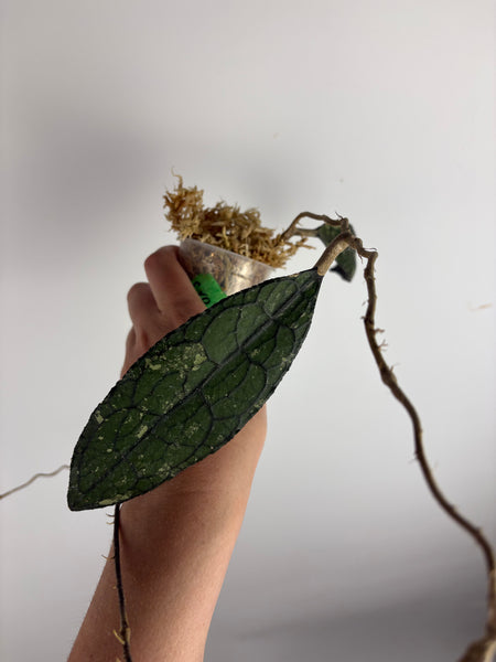 hoya clemensiorum crocodile