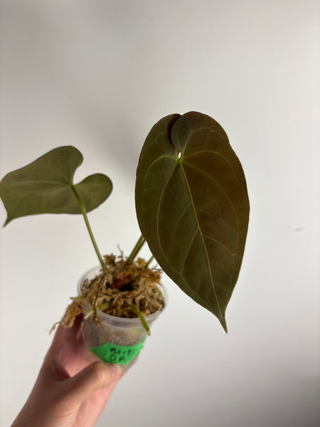 Anthurium BVIT x dark phoenix A2