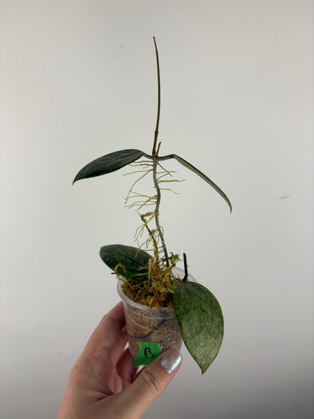 hoya verticillata pemalang galaxy B