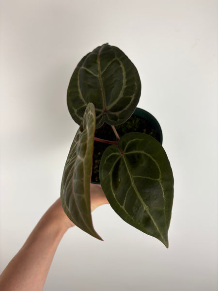 Anthurium 'Memoria Tim Anderson’ - (Doc Block Zara × Doc Block Michelle) X Anthurium Red Crystallinum from USA -2