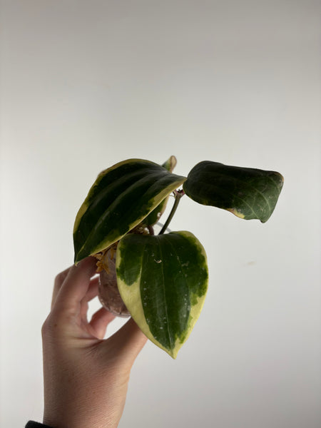hoya latifolia albomarginata sp Borneo B