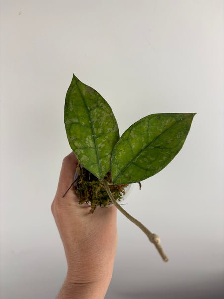 hoya clemensiorum borneo pink splash A