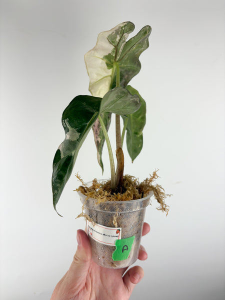 Alocasia Amazonica albo var. (clone) A