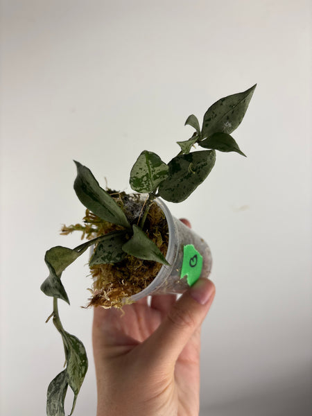 Hoya Lacunosa green flame B