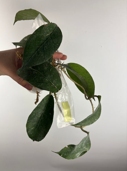 Hoya sp aceh