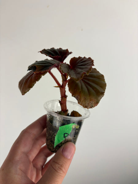 begonia cucullata pink reverted A