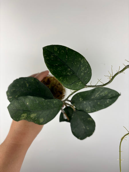 hoya Sp aceh omelet C
