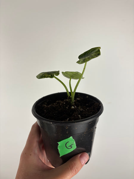 Alocasia dragon scale mint 4 inch G