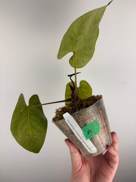 Anthurium papillilaminum x dressleri x portillae NSE A AS IS