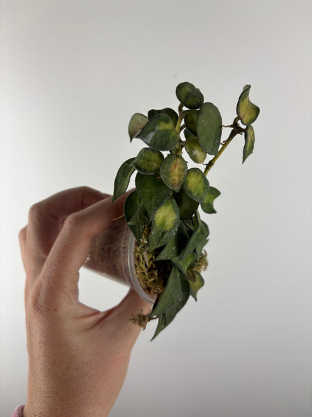 Hoya lacunosa golden flame as is