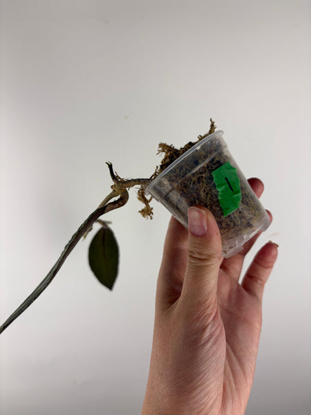 Hoya rundumensis splash 1